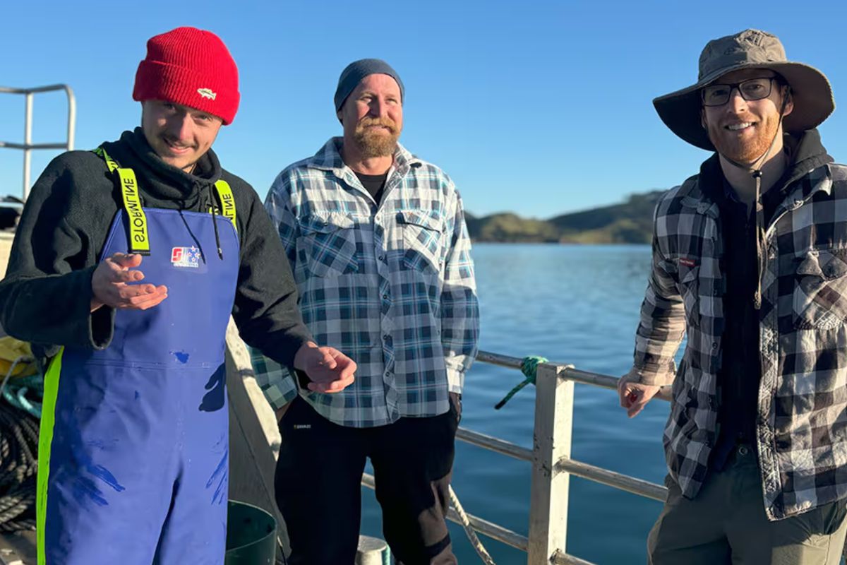 Seaweed Farming Coromandel